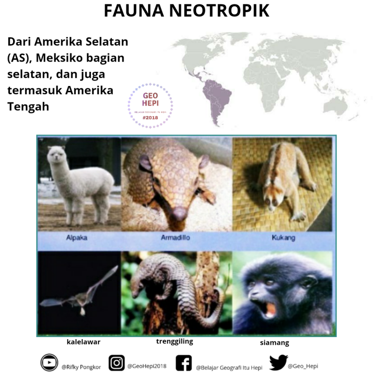 Flora Dan Fauna Dunia neotropik